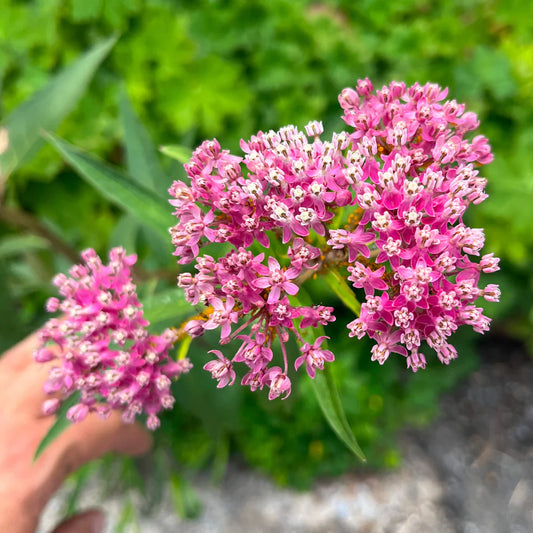 Asclepias Incarnata Flower Seeds