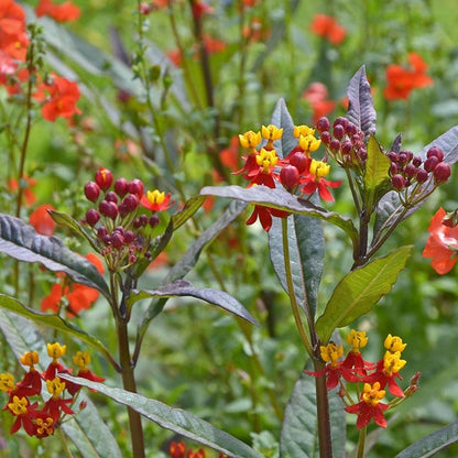 Tropical Milkweed Flower Seeds