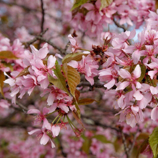 Japanese Cherry Flower Seeds