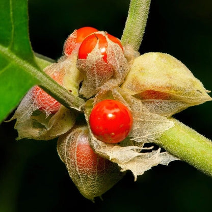 アシュワガンダの花の種 植え付け用 野生花の混合種 伝統種・遺伝子組み換えなし 家庭菜園用