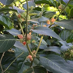 planting ashwagandha seeds Ashwagandha Seeds For Planting In Herbal Gardens Organic Garden Seeds – Pure Asia Seeds