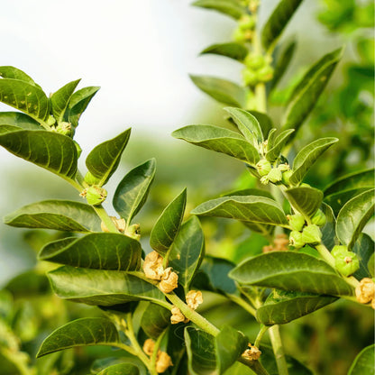 Green Ashwagandha Flower seeds for Planting - Wildflower Mix, Heirloom & GMO Free Seeds for Home Garden