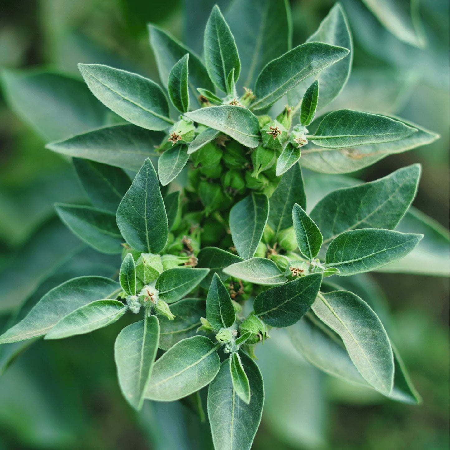Green Ashwagandha Flower seeds for Planting - Wildflower Mix, Heirloom & GMO Free Seeds for Home Garden