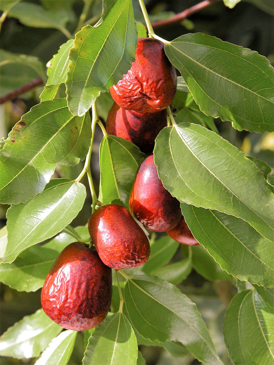 Asian Date Jujube Ziziphus Spinosa Red Fruit Tree Seeds – Sweet
