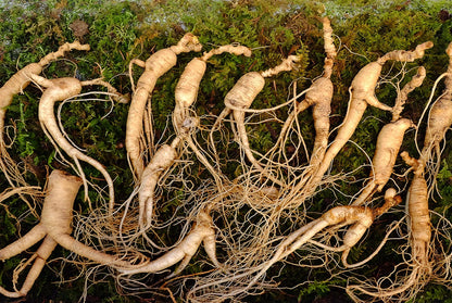 Semi di erba di ginseng coreano