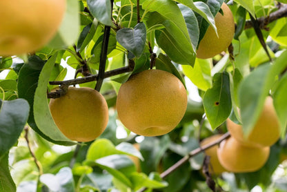 Asian Pear Tree (Pyrus pyrifolia) Oriental Japanese Fruit Seeds