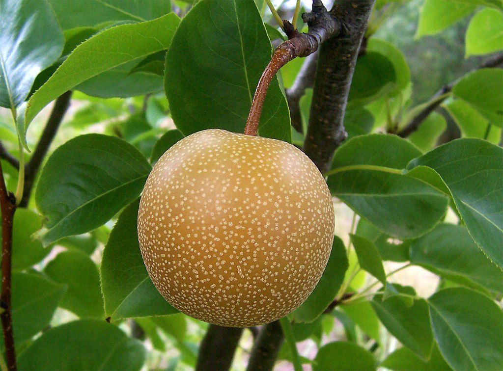 Asian Pear Tree Seeds - Pyrus pyrifolia