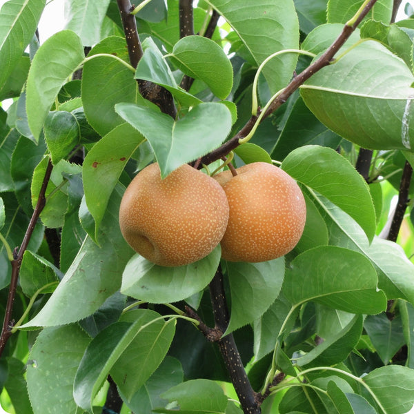 Asian Pear Tree Seeds Pyrus Pyrifolia heirloom non-gmo organic garden seeds
