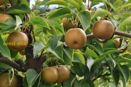 Brown Pyrus Pyrifolia Seeds for Planting