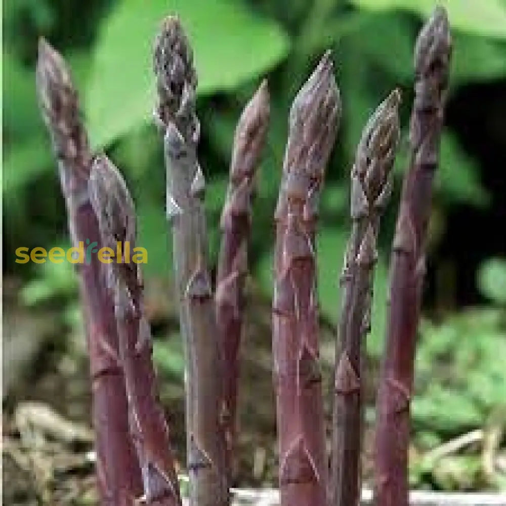 Asparagus Seeds For Planting Premium Vegetable Garden Seeds heirloom non-gmo organic garden seeds