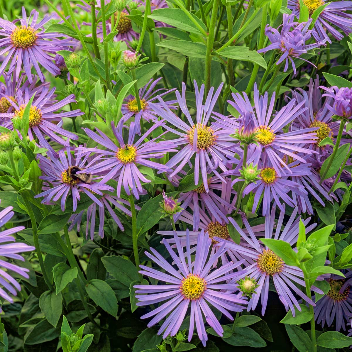 Aster Frikartii  Flower Seeds