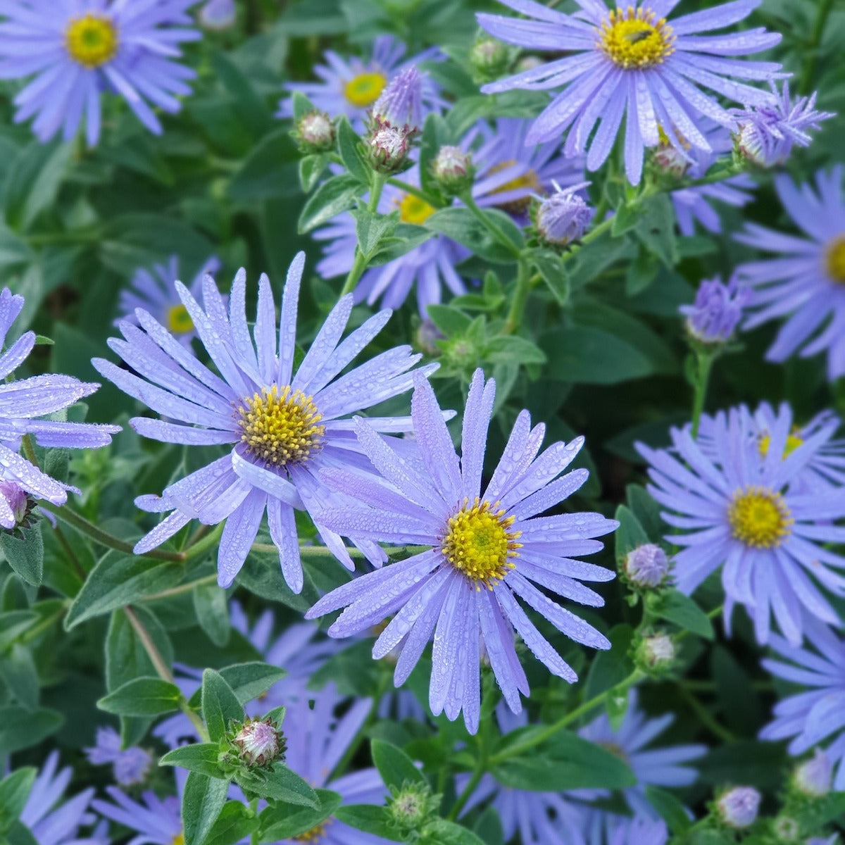 Blue Frikartii Flower seeds for Planting - Easy to Grow, Heirloom & GMO Free Seeds for Home Garden
 
 Sale for planting in home garden