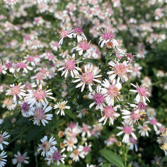 Lady in Black Calico Aster Blumensamen