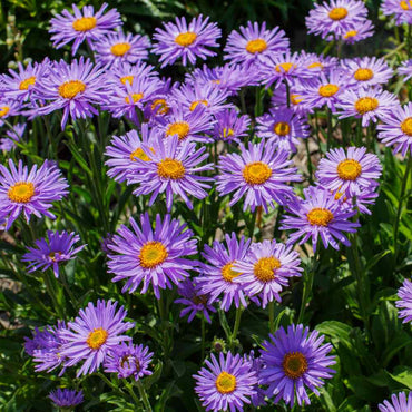 Aster Alpinus Flower Seeds