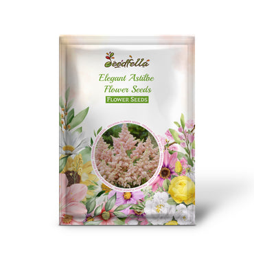 Closeup of Elegant Astilbe Flower Blooms