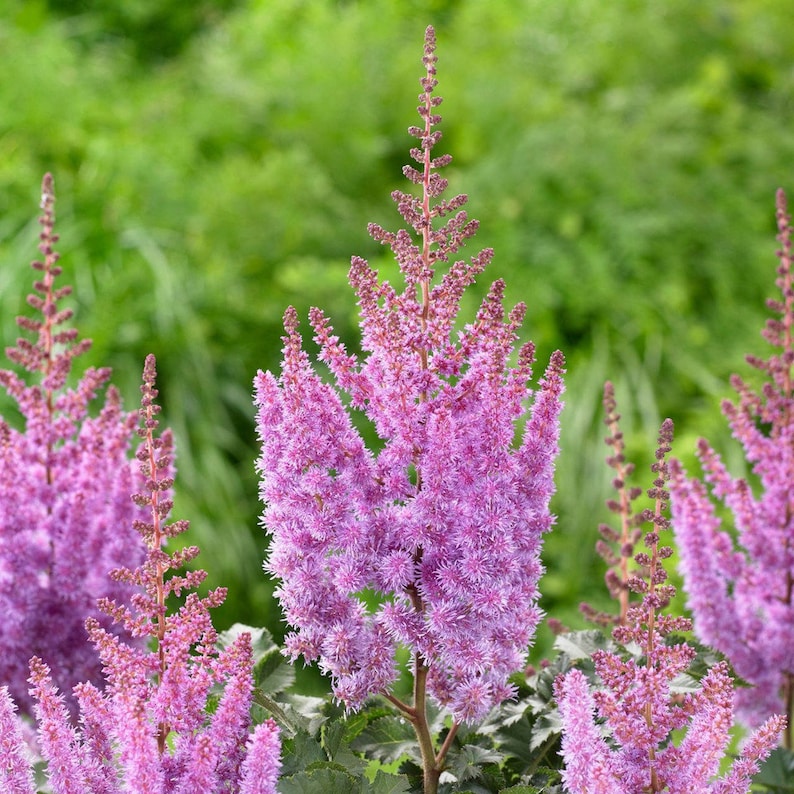 Close-up of Astilbe flower plumes
