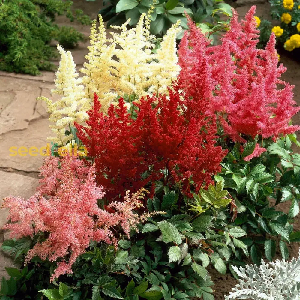 Astilbe Flower Seeds For Planting