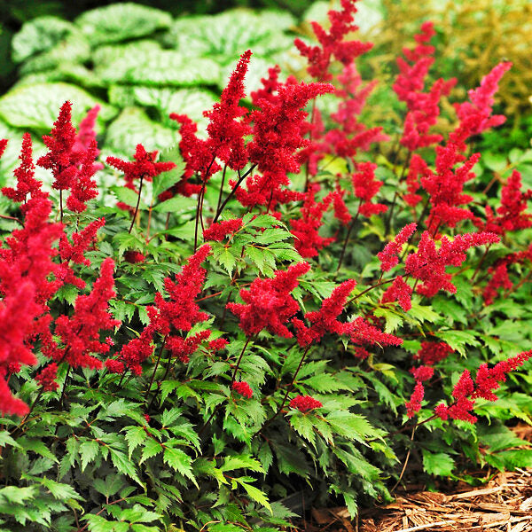 Astilbe Red Flower Seeds for Planting  Vibrant Garden Blooms
