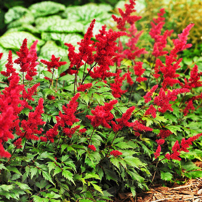 Astilbe Red Flower Seeds for Planting  Vibrant Garden Blooms