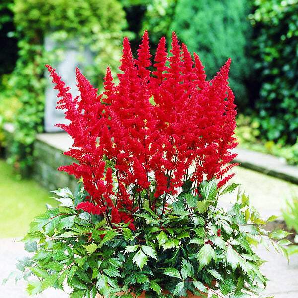 Astilbe Red Flowering Plant  Elegant Shade Garden Plant