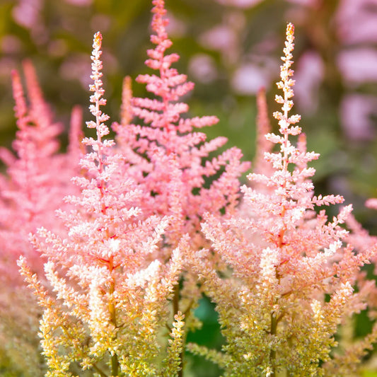 Astilbe flowers thriving in shaded garden areas