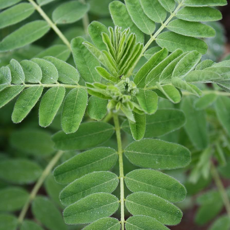 Astragalus Membranaceus Seeds for Planting