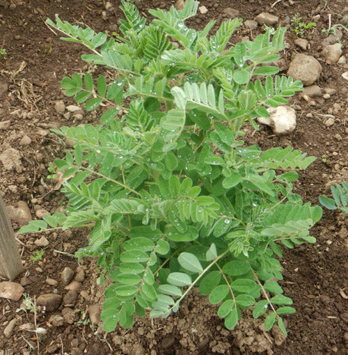 Astragalus Membranaceus Seeds for Planting