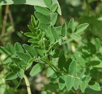 Astragalus Membranaceus Seeds For Planting heirloom non-gmo organic garden seeds