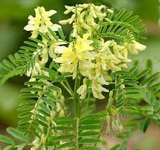 Astragalus Seeds (Astragalus membranaceus)