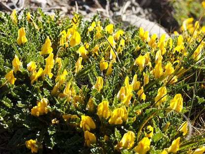 Astragalus Yellow Flower Seeds for Planting | Herbal Garden Seeds