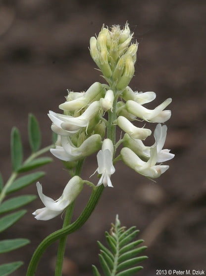 White Astragalus Flower Seeds  Simple Planting for Thriving Blooms