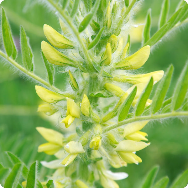 Astragalus Seeds Astragalus Membranaceus heirloom non-gmo organic garden seeds