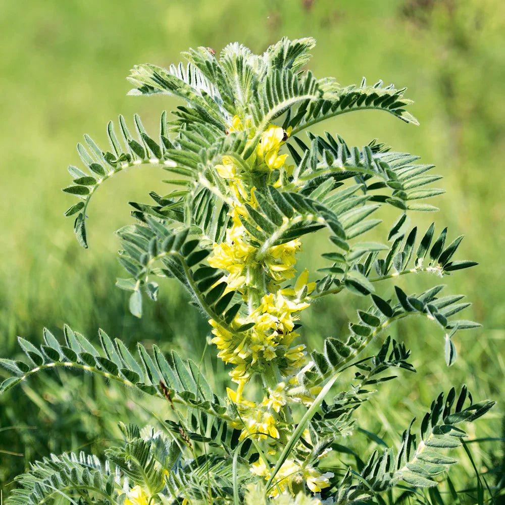 Astragalus Yellow Flower Seeds for Planting | Herbal Garden Seeds
