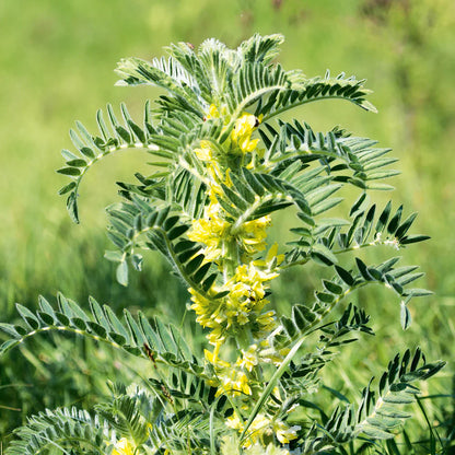 Astragalus Yellow Flower Seeds for Planting | Herbal Garden Seeds