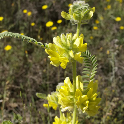 Astragalus Yellow Flower Seeds For Planting | Herbal Garden Seeds heirloom non-gmo organic garden seeds