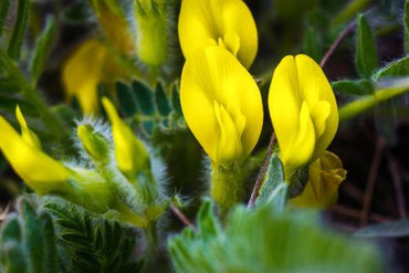 Yellow Astragalus Flower seeds for Planting - Cut Flower Favorite, Heirloom & GMO Free Seeds for Home Garden
