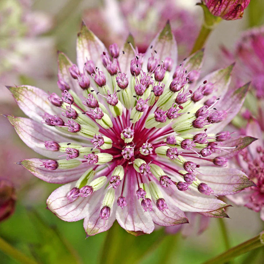 Astrantia Flower Seeds for Planting