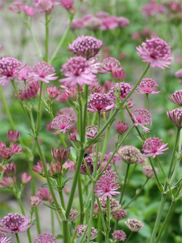 Astrantia Major Flower seeds for Planting - Compact Growth, Heirloom & GMO Free Seeds for Home Garden
 
 Sale for planting in home garden