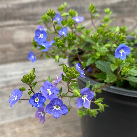 Creeping Speedwell Flower Seeds