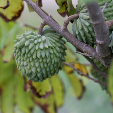 Semi di frutto di Atemoya