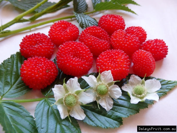 Australian Raspberry (Rubus Probus) - Queensland & Atherton Raspberry Red Berry Fruit Shrub Seeds