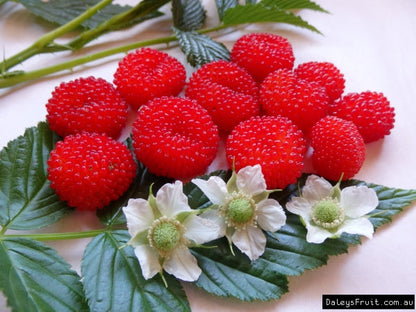 Australian Raspberry (Rubus Probus) - Queensland & Atherton Raspberry Red Berry Fruit Shrub Seeds