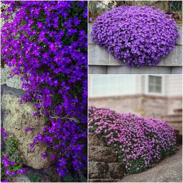 Aubrieta Flower Seeds