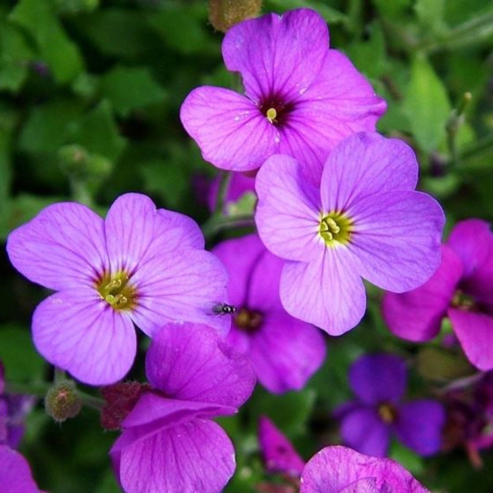 Aubrieta Deltoidea Flower Seeds