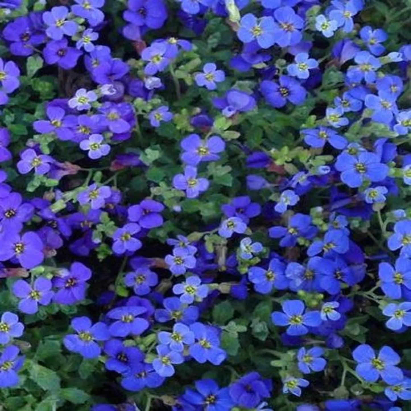 Aubrieta Cascade Dark Blue Flower Seeds