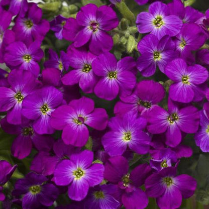 Aubrieta Cascade Purple Flower Seeds for Vibrant Ground Cover