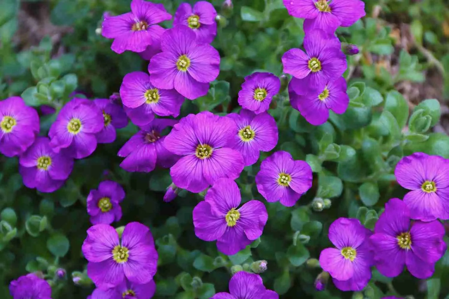 Aubrieta Cascade Purple Flowers Flowing Over Garden Wall