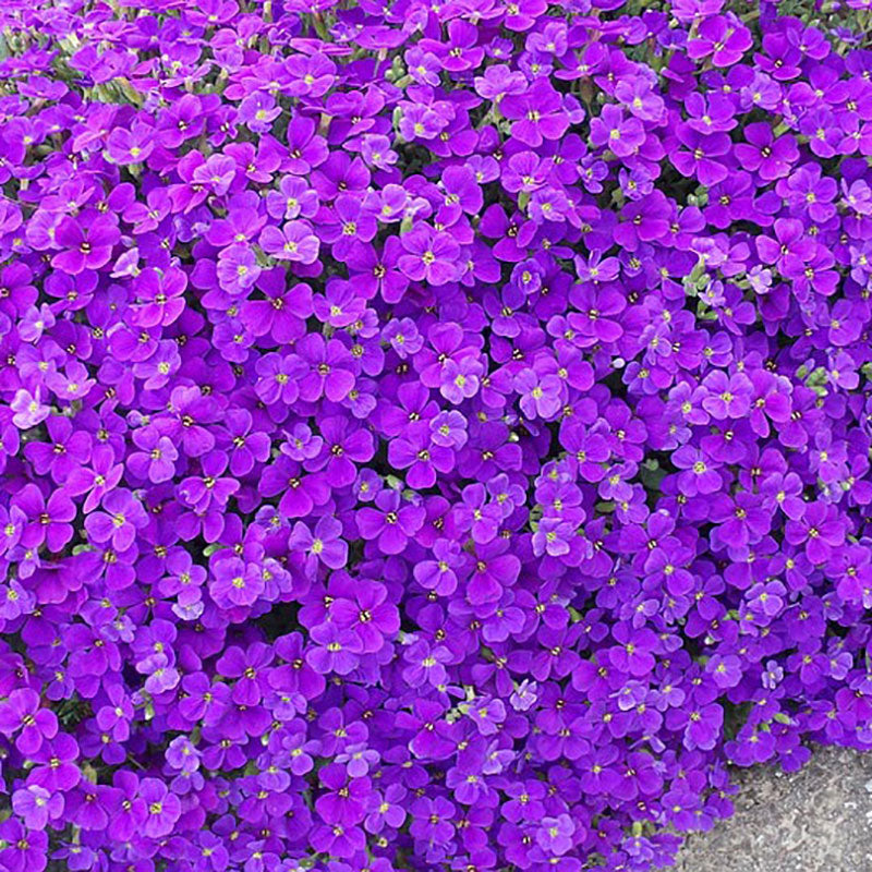 Aubrieta Purple Flowers in Rock Garden Setting