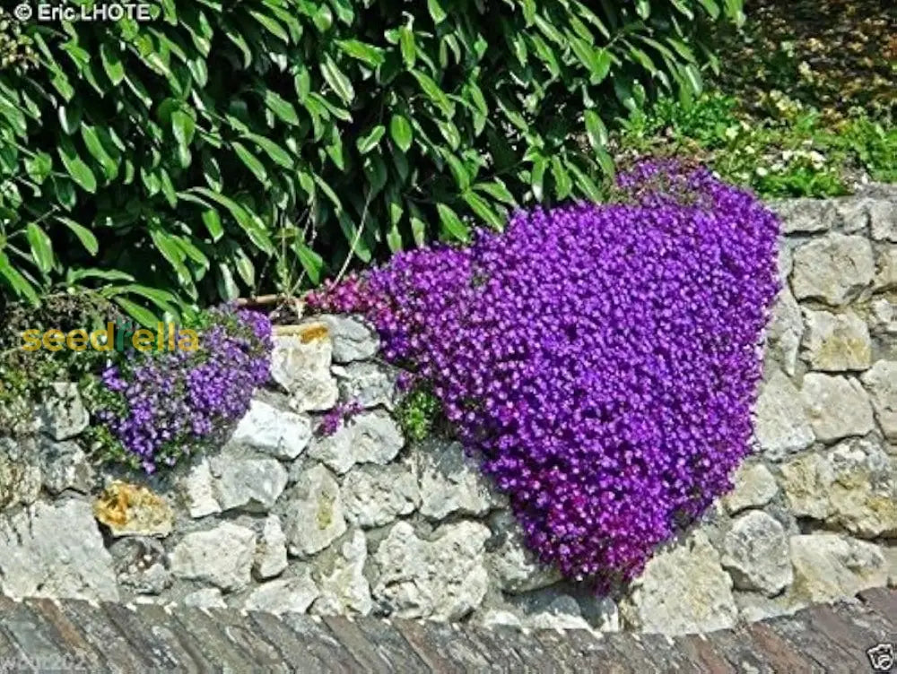 Aubrieta Seeds: Essential Guide For Planting Beautiful Flowers Flower Seeds
