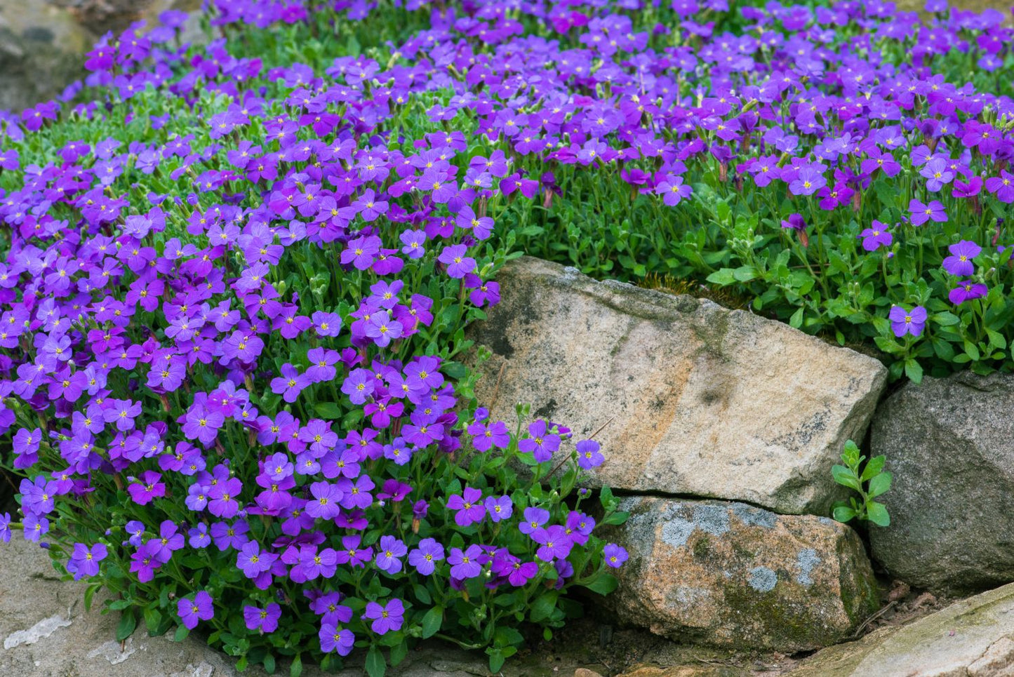 Aubrieta Violet Flower Seeds For Planting